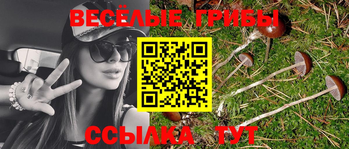 Галлюциногенные грибы Psilocybine cubensis Черногорск